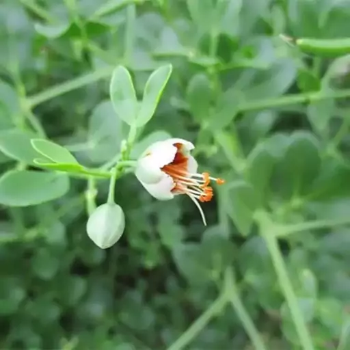 بذر قیچ خالص 1 گرمی