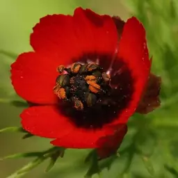 بذر چشم خروس  10 گرمی