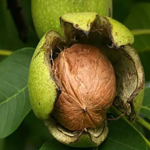 بذر درخت گردو چندلر  3 عددی