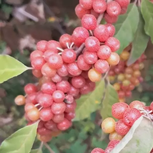 میوه انگور ژاپنی انگور خارجی سیلور بری