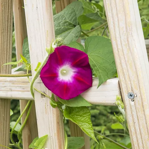 بذر پیچک نیلوفر صورتی پر رنگ Pink Shibori  lpomoea Purpurea