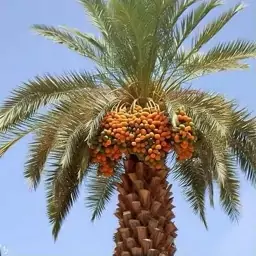 خرما قصرشیرین