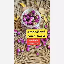 غنچه گل محمدی امسال لاله زار کرمان