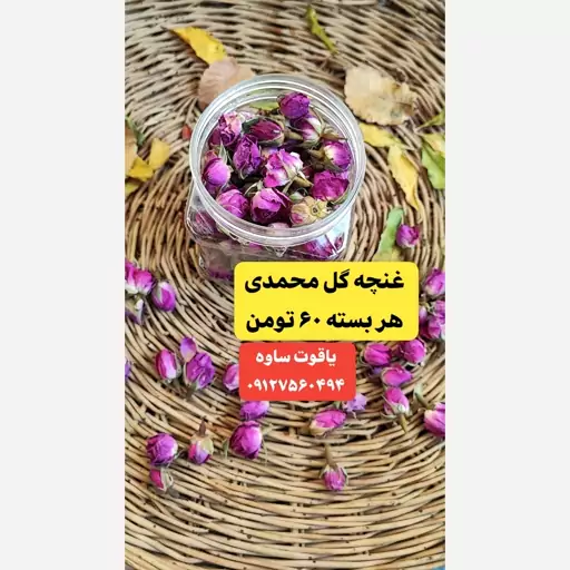 غنچه گل محمدی امسال لاله زار کرمان