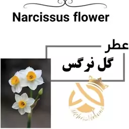 عطر گرمی گل نرگس اسپرت Narcissus flower حجم 5 میل