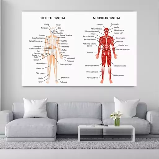 پوستر دیواری طرح آناتومی بدن انسان کد FP354