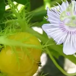 نهال پشن فروت زود بازده گلدانی و باغچه ای دکترجی