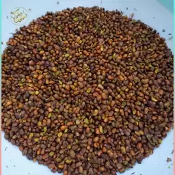 مغز بنه (بَنِه) یا بنک یا پسته کوهی (250 گرم) 