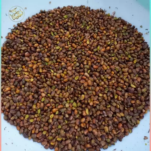 مغز بنه (بَنِه) یا بنک یا پسته کوهی (250 گرم) 