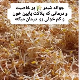 پودر جوانه شبدر قرمز  تولید روز و تازه بدون هیچ افزودنی کاملا ارگانیک  200 گرمی 