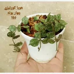 هویا کورتیزی(پسکرایه) 