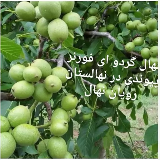 نهال گردو چندلر (ارسال کمتر از 5 عدد امکان ندارد )