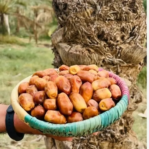 خرمای زاهدی(قصب) 