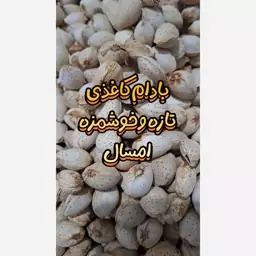 بادام کاغذی ترد و خوشمزه امسال