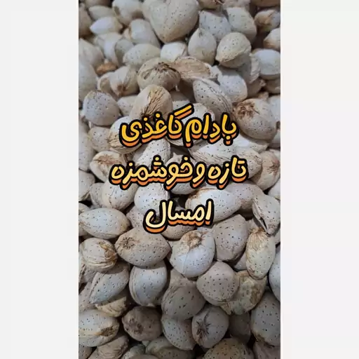 بادام کاغذی ترد و خوشمزه امسال