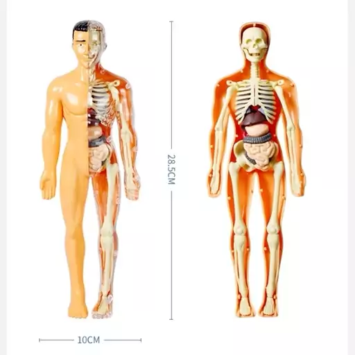 مولاژ آناتومی بدن انسان با قطعات جداشدنی (مخصوص آموزش)
