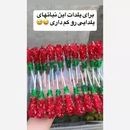 نبات نبات یلدایی شاخه نبات یلدایی نبات رنگی