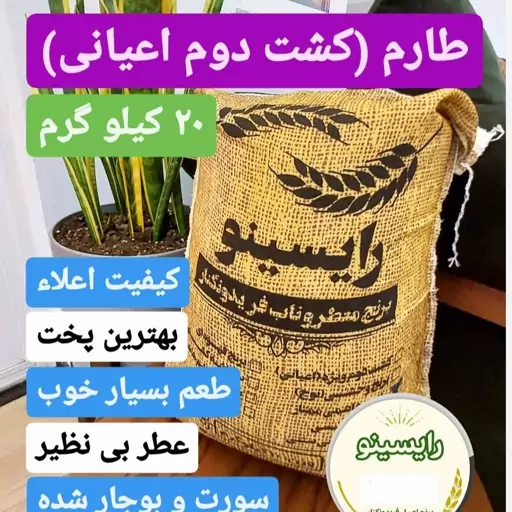 برنج طارم (کشت دوم اعیونی)فریدونکنار-درجه یک(20 کیلویی)-ارسال رایگان