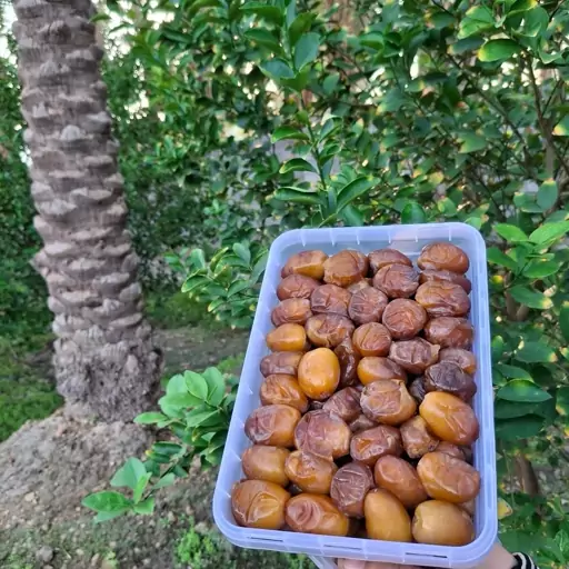 رطب برحی عسلی درجه یک