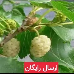 برگ توت سفید خشک شده  (ضد دیابت.چربی و کلسترول.ضد سرطان)250 گرمی