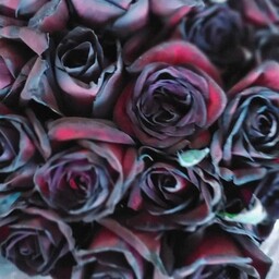 دسته گل طبیعی رز سیاه بسیار با کیفیت 