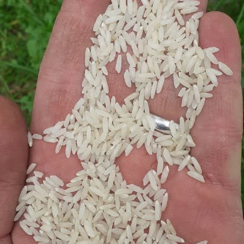 برنج کشت دوم (100کیلوئی) امراللهی و بهنام بوجار و سورت شده صداقت