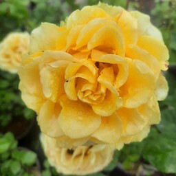 نهال گل رز هلندی زرد