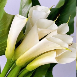 نهال گل شیپوری سفید