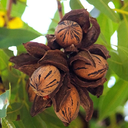 نهال گردو پیکان