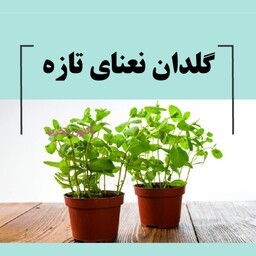 گیاه تازه مجموعه گلدان نعنا 4 عددی - سفارش و خرید آنلاین گلدان گیاه هربال تازه نعناع