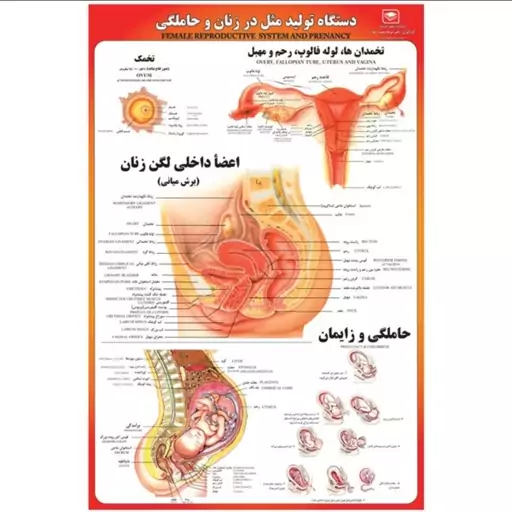 پوستر بزرگ دستگاه تولید مثل در زنان و حاملگی گلاسه دورو