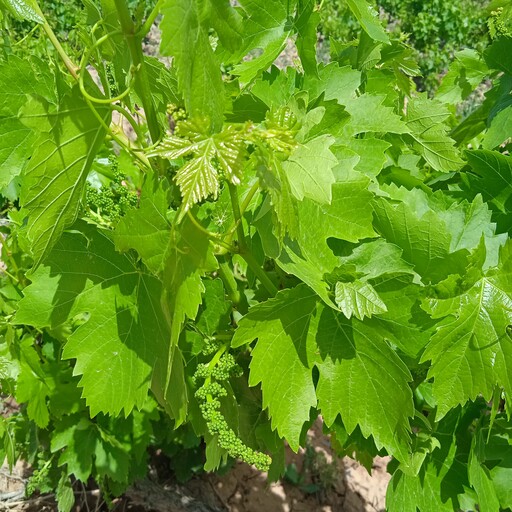 برگ مو به صورت شوری وتازه چیده شده از باغ انگور خودمون