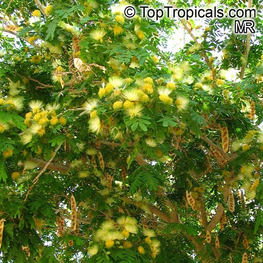 بذر درخت ابریشم مصری زرد (یک عدد بذر) مناسب بنسای و درختچه گلدانی