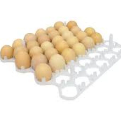 تخم مرغ نطفه دار  بسته سی تایی جوجه کشی تخم مرغ محلی بومی مخصوص دستگاه جوجه کشی