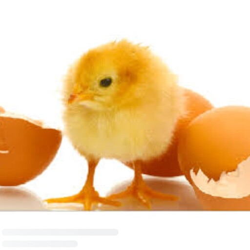 تخم مرغ نطفه دار  بسته سی تایی جوجه کشی تخم مرغ محلی بومی مخصوص دستگاه جوجه کشی
