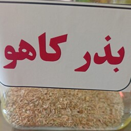 بذر کاهو 