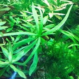 گیاه آبزی آکواریوم پلنت هیگروفلیا سبز Hygrophila sp bold پک 4 شاخه 