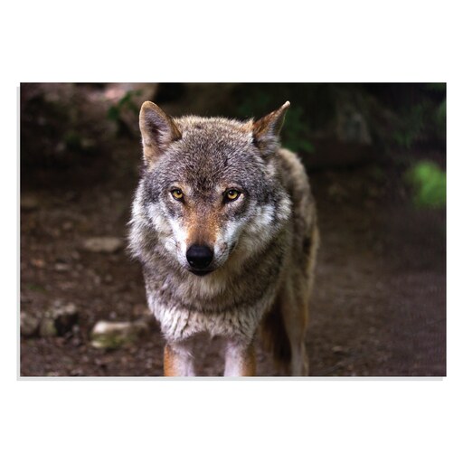 تابلو شاسی طرح حیوانات Wolf مدل NV0918