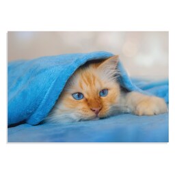 تابلو شاسی طرح حیوانات - گربه با نمک زیر پتو Cute Cate Under Blanket مدل NV0923