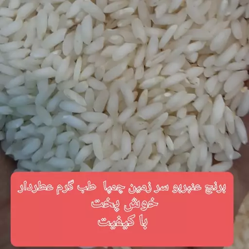 برنج عنبربو سر زمین سبز 