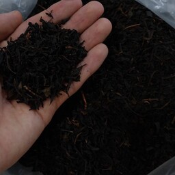 چای بهاره شمال زرین 500 گرمی محصول رودسر  1402
