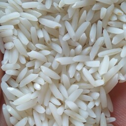 برنج  کشت دوم