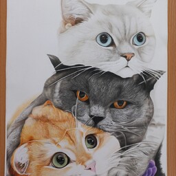 نقاشی مدادرنگی گربه 30 در 40 