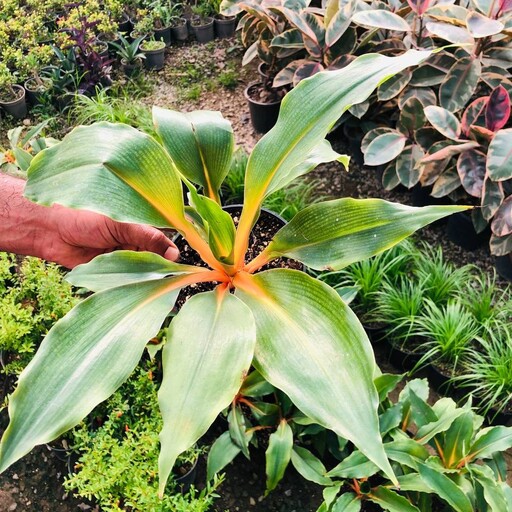 گیاه گل فلامینگو سایز 14 هزینه ارسال بصورت پس کرایه به عهده مشتری 
