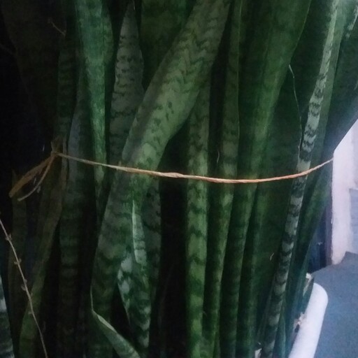 قلمه گل سانسوریا شمشیری سبز پایه بلند 60 تا 90 سانتیمتری ریشه دار   بدون گلدان