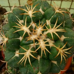 پاجوش گیاه کوریفانتا الفانتیدنس کاکتوس 
