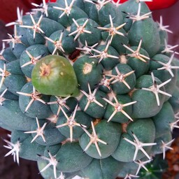 گیاه کوریفانتا کاکتوس 4تیغ 