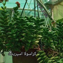 گیاه کراسولا اسپرینگ 
