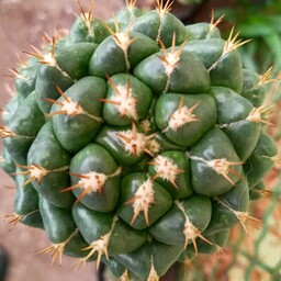 پاجوش گیاه کوریفانتا الفانتیدنس کاکتوس تیغ کوتاه 