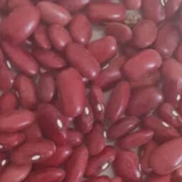 لوبیا قرمز  ارگانیک،رقم گلی،محصول امسالی،آبیاری شده با آب چشمه،درشت و یکدست ،مناسب برای بذر و مصرف ،حداقل خرید ده کیلو